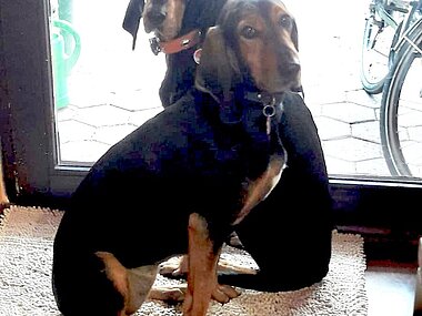 Praxishunde Mali Und Sally